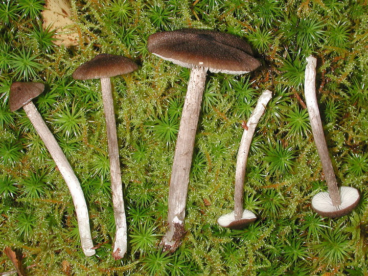 Entoloma jubatum