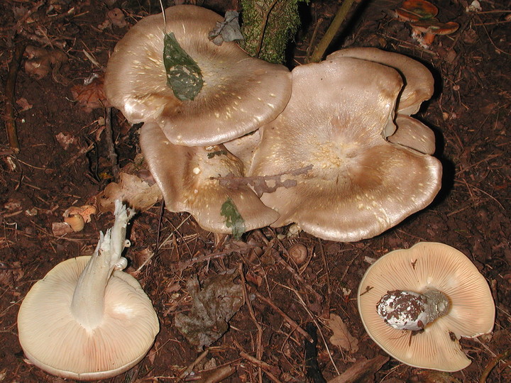 Entoloma sinuatum