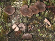 Entoloma fernandae