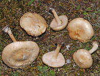 Entoloma excentricum