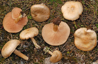 Entoloma excentricum