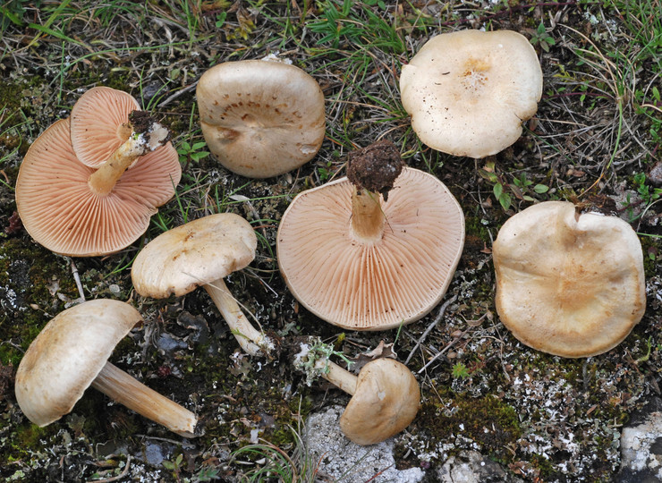 Entoloma excentricum