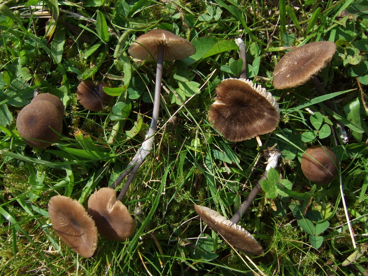 Entoloma asprellum