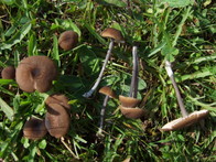 Entoloma asprellum