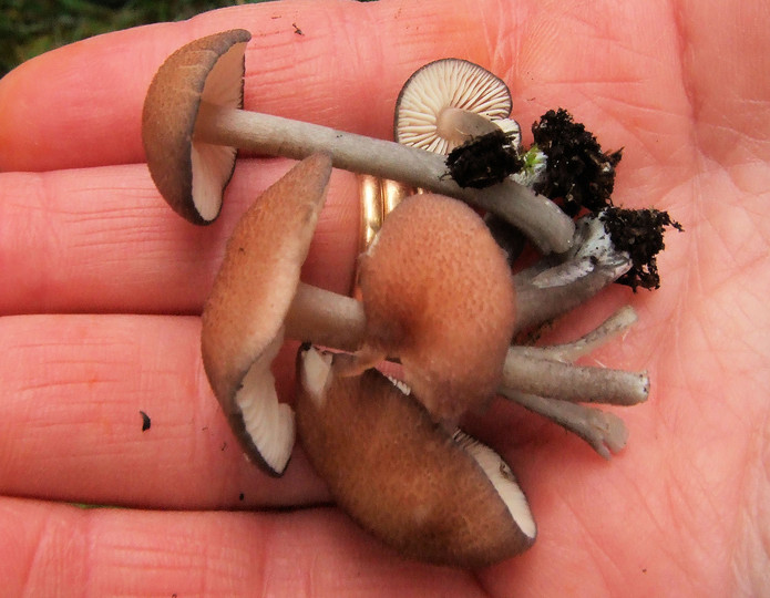 Entoloma catalaunicum