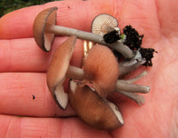 Entoloma catalaunicum