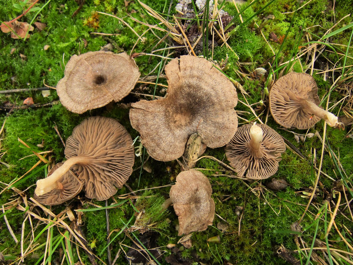 Entoloma undatum