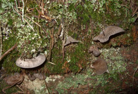 Entoloma byssisedum