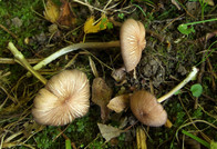 Entoloma catalaunicum