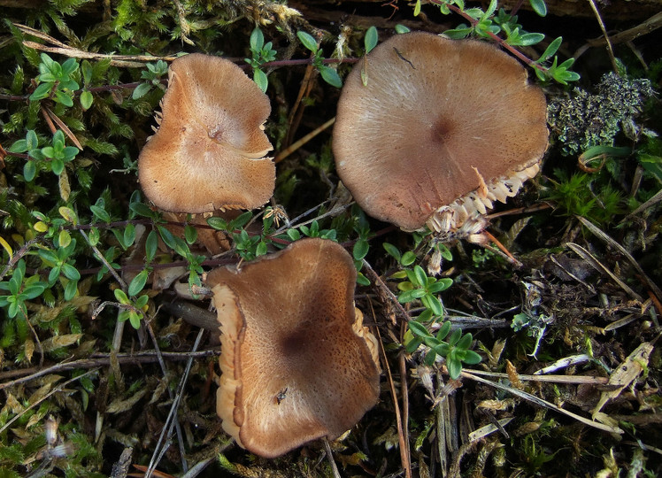 Entoloma catalaunicum