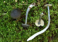 Entoloma nitidum