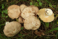 Entoloma sinuatum