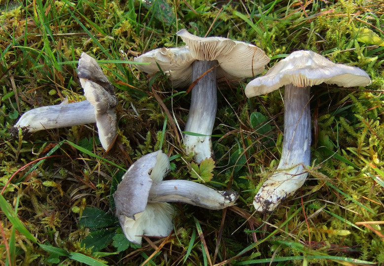 Entoloma bloxamii