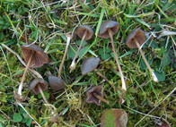 Entoloma clandestinum?