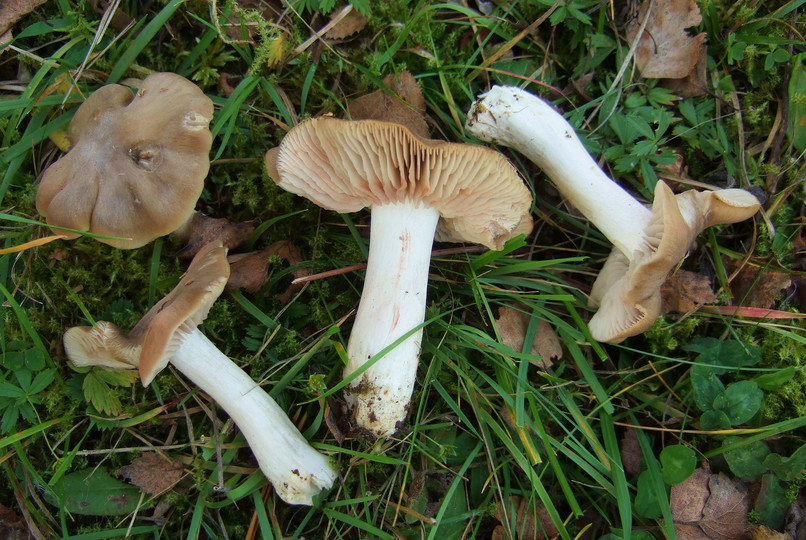 Entoloma prunuloides