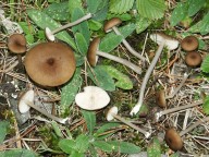 Entoloma longistriatum