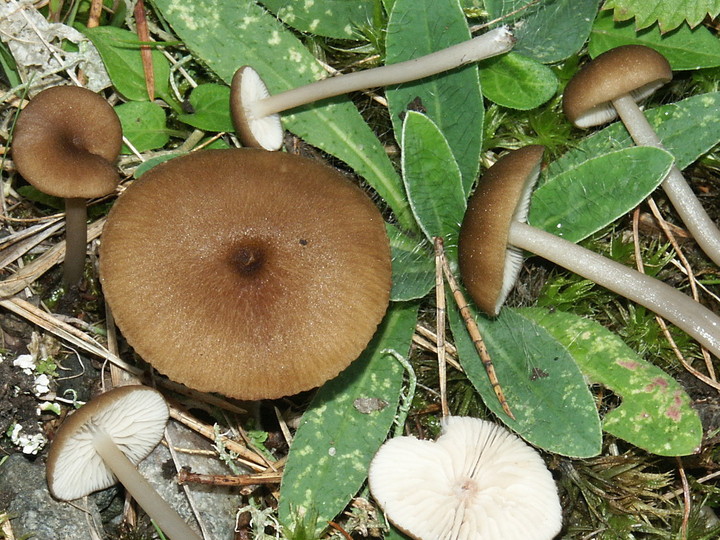 Entoloma longistriatum