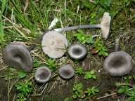 Entoloma mougeotii