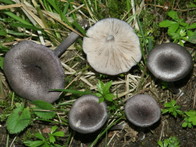 Entoloma mougeotii