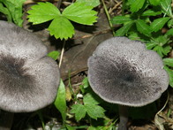 Entoloma mougeotii