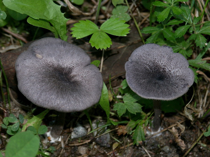 Entoloma mougeotii