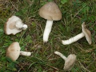 Entoloma prunuloides