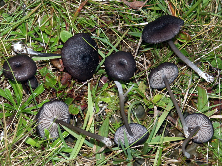 Entoloma serrulatum