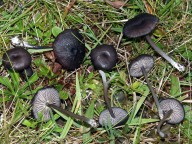 Entoloma serrulatum