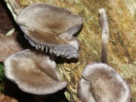 Entoloma euchroum