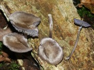 Entoloma euchroum