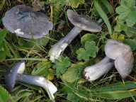 Entoloma bloxamii