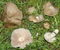 Entoloma clypeatum