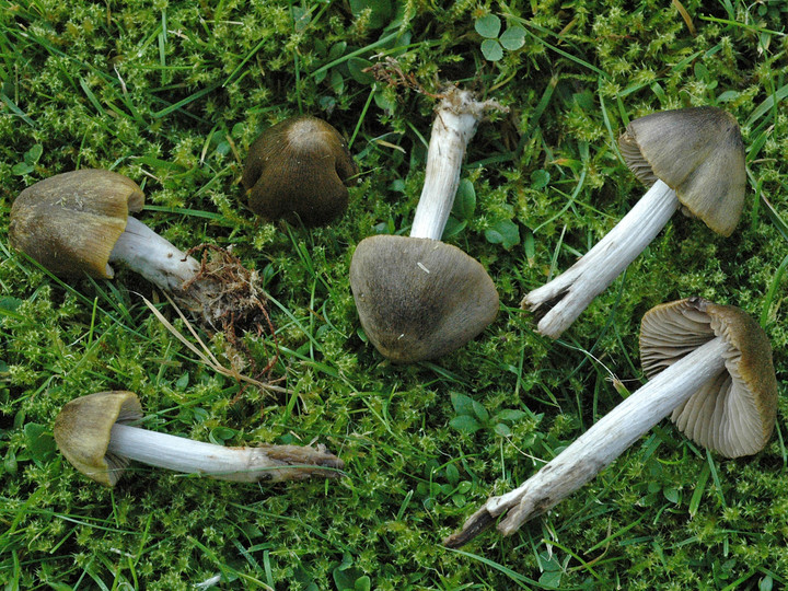 Entoloma versatile