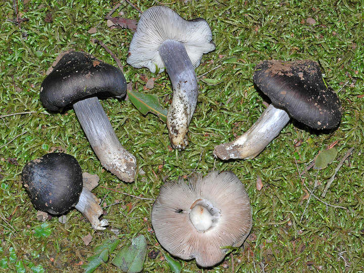 Entoloma bloxamii