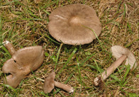 Entoloma porphyrophaeum