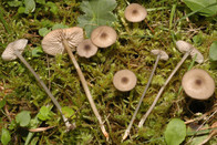 Entoloma exile var. pyrospilum