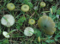 Entoloma incanum