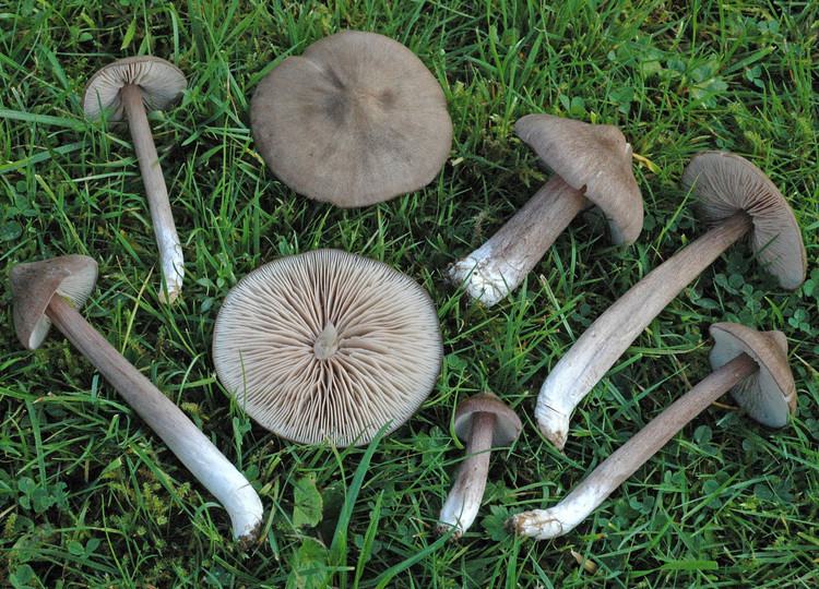 Entoloma porphyrophaeum