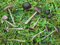 Entoloma juncinum