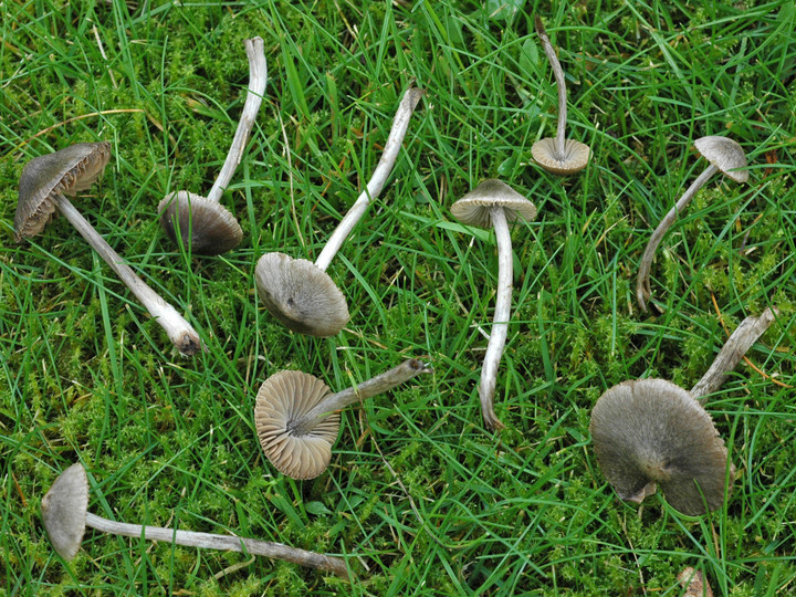 Entoloma araneosum