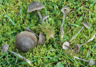 Entoloma nitens