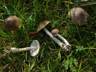 Entoloma jubatum