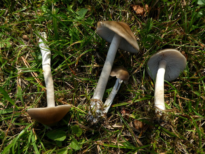 Entoloma jubatum