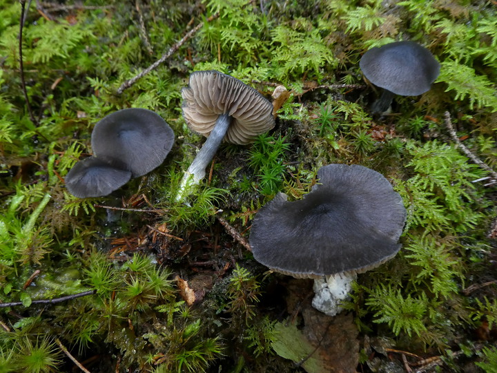 Entoloma nitidum