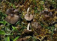 Entoloma vernum