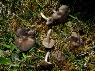 Entoloma vernum