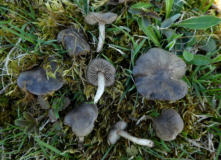 Entoloma vernum