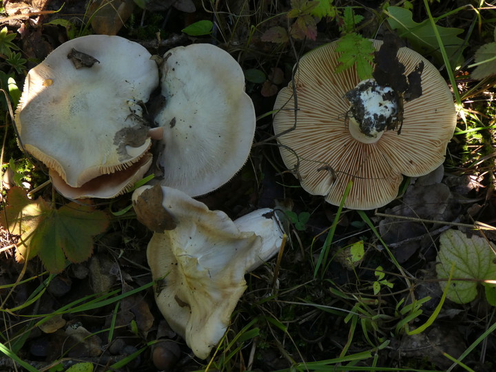 Entoloma sinuatum