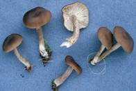 Entoloma caccabus cfr