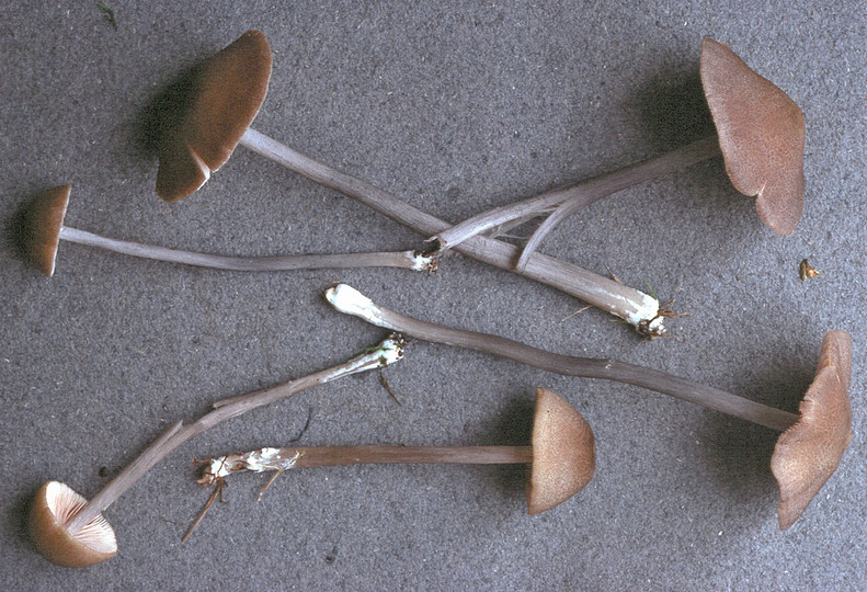 Entoloma griseocyaneum